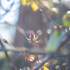 2025/12/19 Rose collection ♡ 52