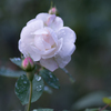 Rose collection  2018-21