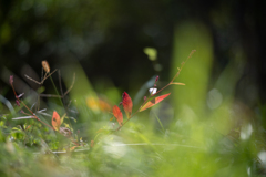 2025/11/04 ちっちゃい紅葉・・・♡