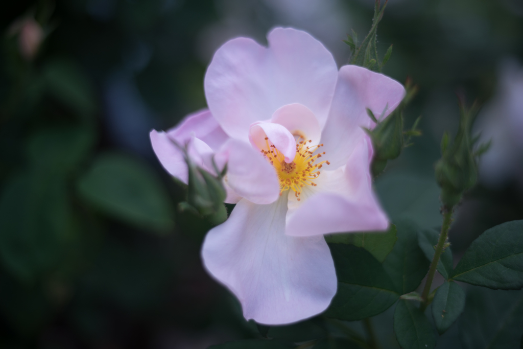 Rose collection  2019-05
