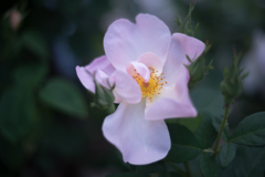 Rose collection  2019-05