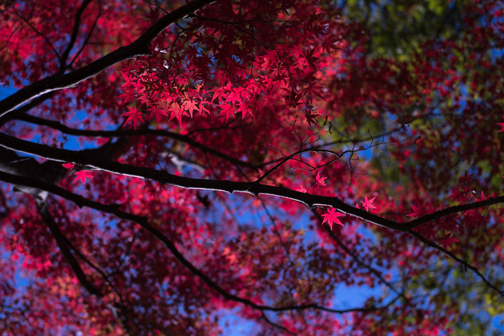 紅葉だより・・・♪