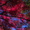 紅葉だより・・・♪