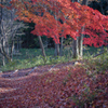 2022/11/22 懐かし紅葉・・・❤