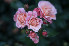 Rose collection    2018-09