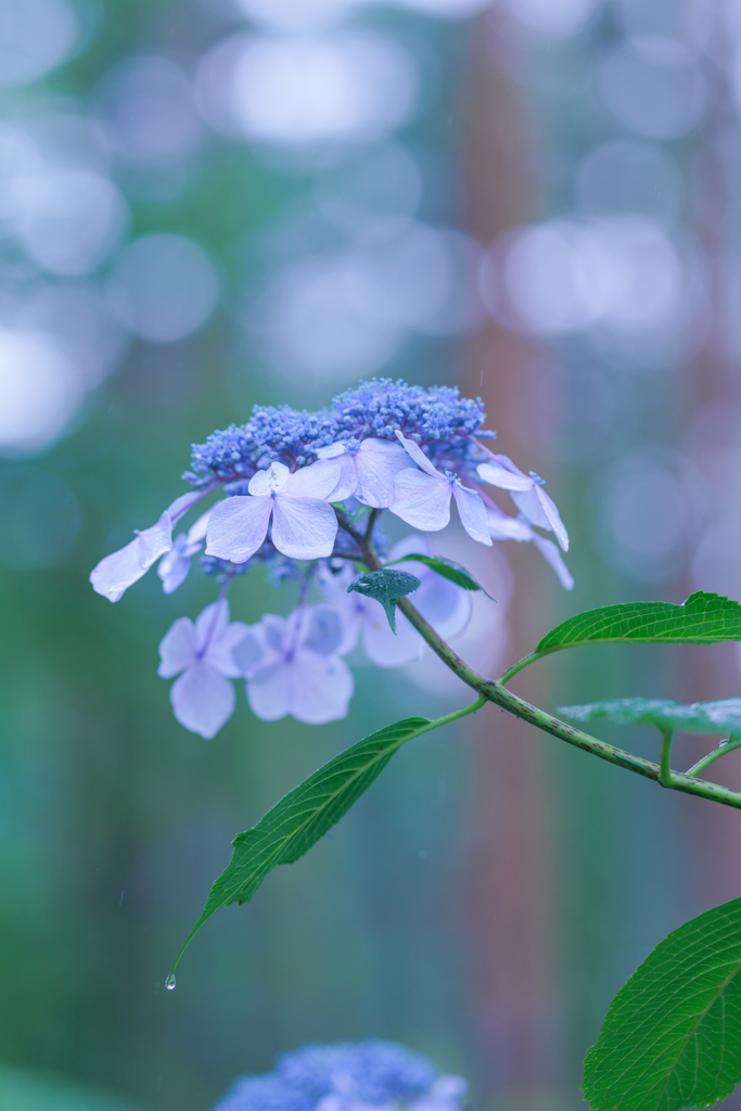 雨の森で・・・♡