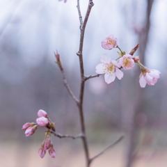 啓翁桜・・・♪