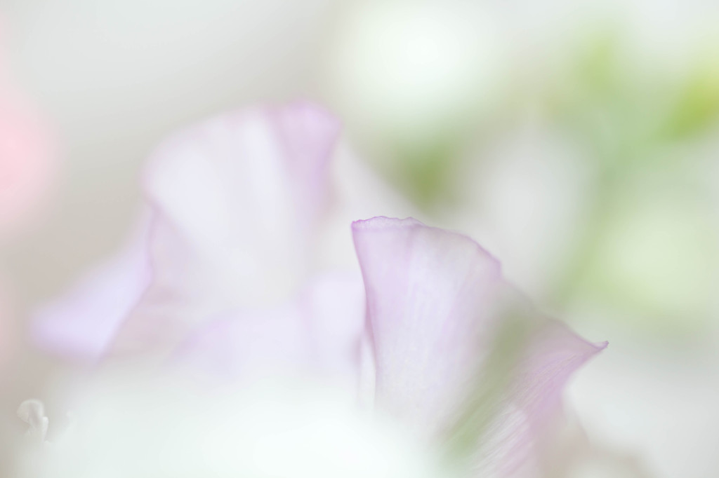 ふんわり・・・