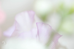 ふんわり・・・