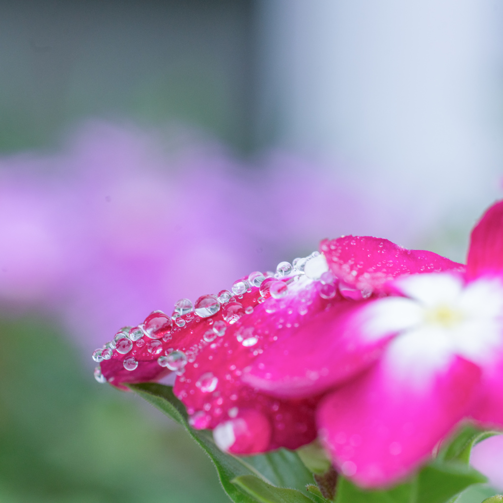 雨が空から降れば・・・♬