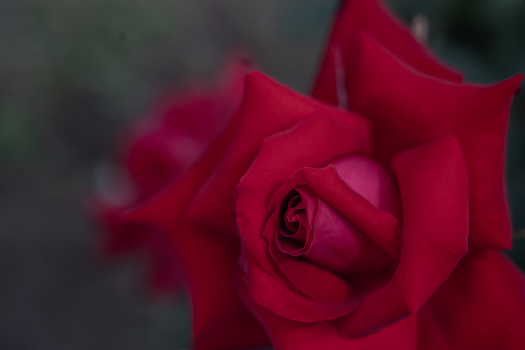 2025/06/12 Rose collection ♡ 10
