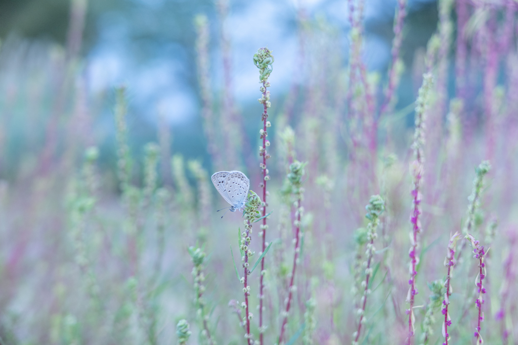 2025/10/03 コキア畑で・・・♥