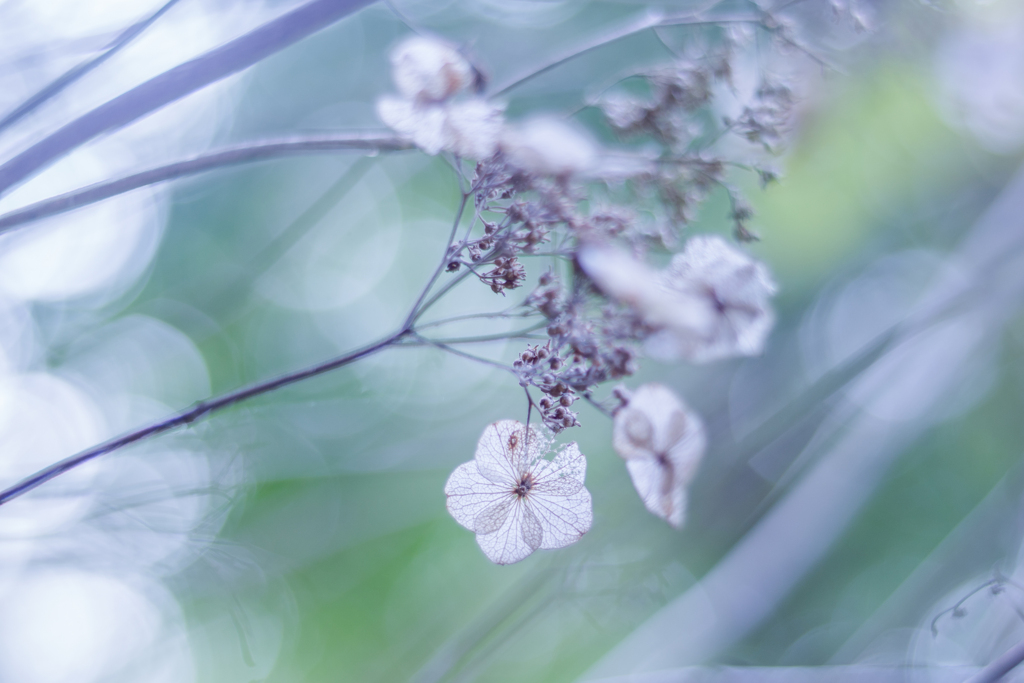 紫陽花 collection  2019-03