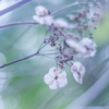 紫陽花 collection  2019-03