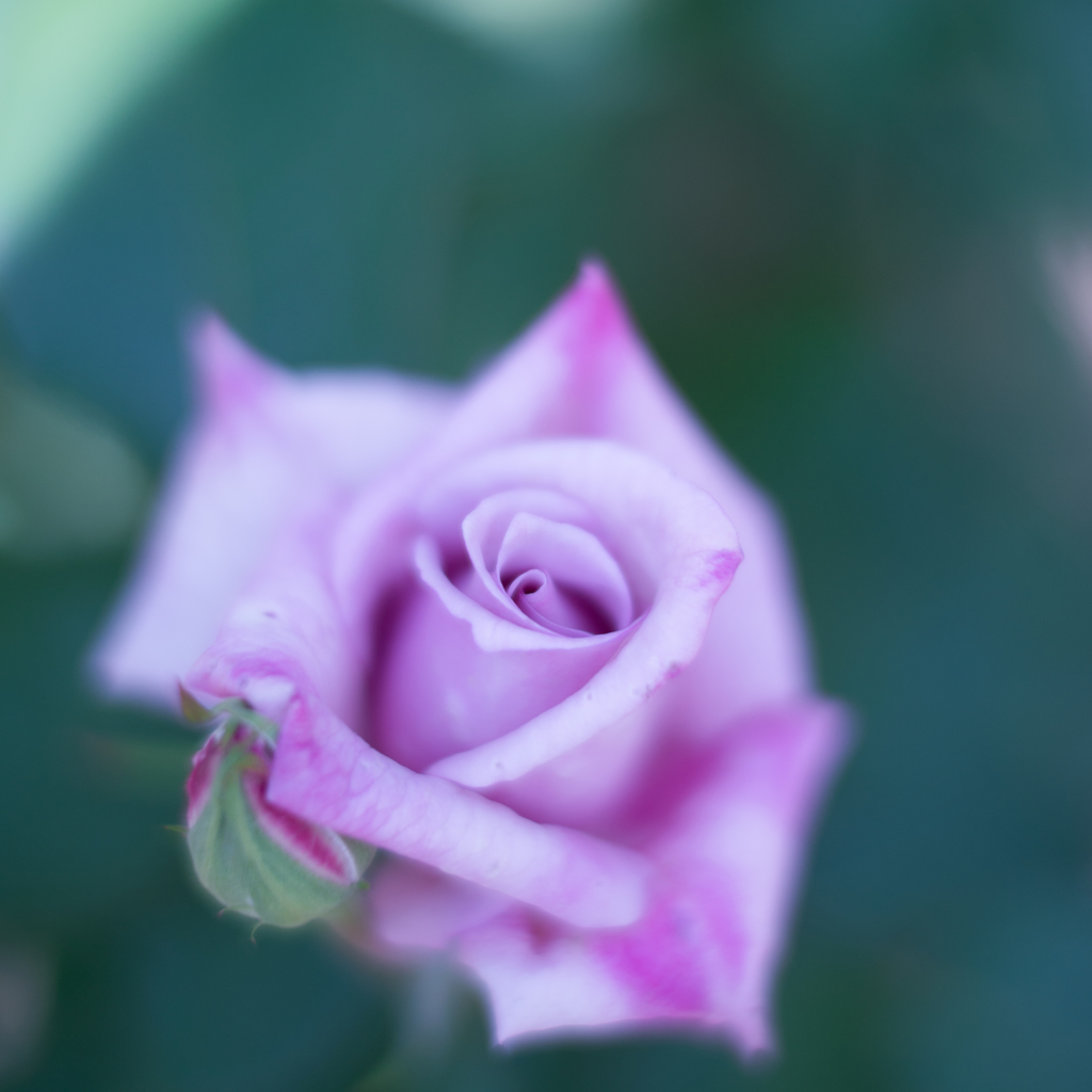 Rose collection ♡ 2017-10