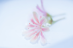 ほのかな想い・・・♡