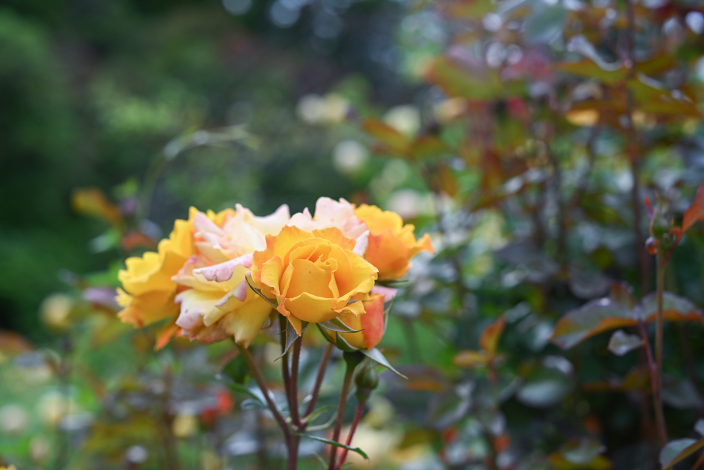 2024/06/07 Rose collection ♡ 11