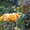 2024/06/07 Rose collection ♡ 11