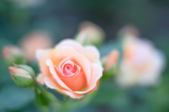 Rose collection ♡ 2017-07