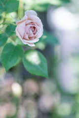 Rose collection ♡ 2017-09