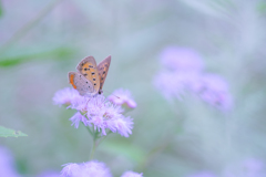 アゲラタムと・・・♡