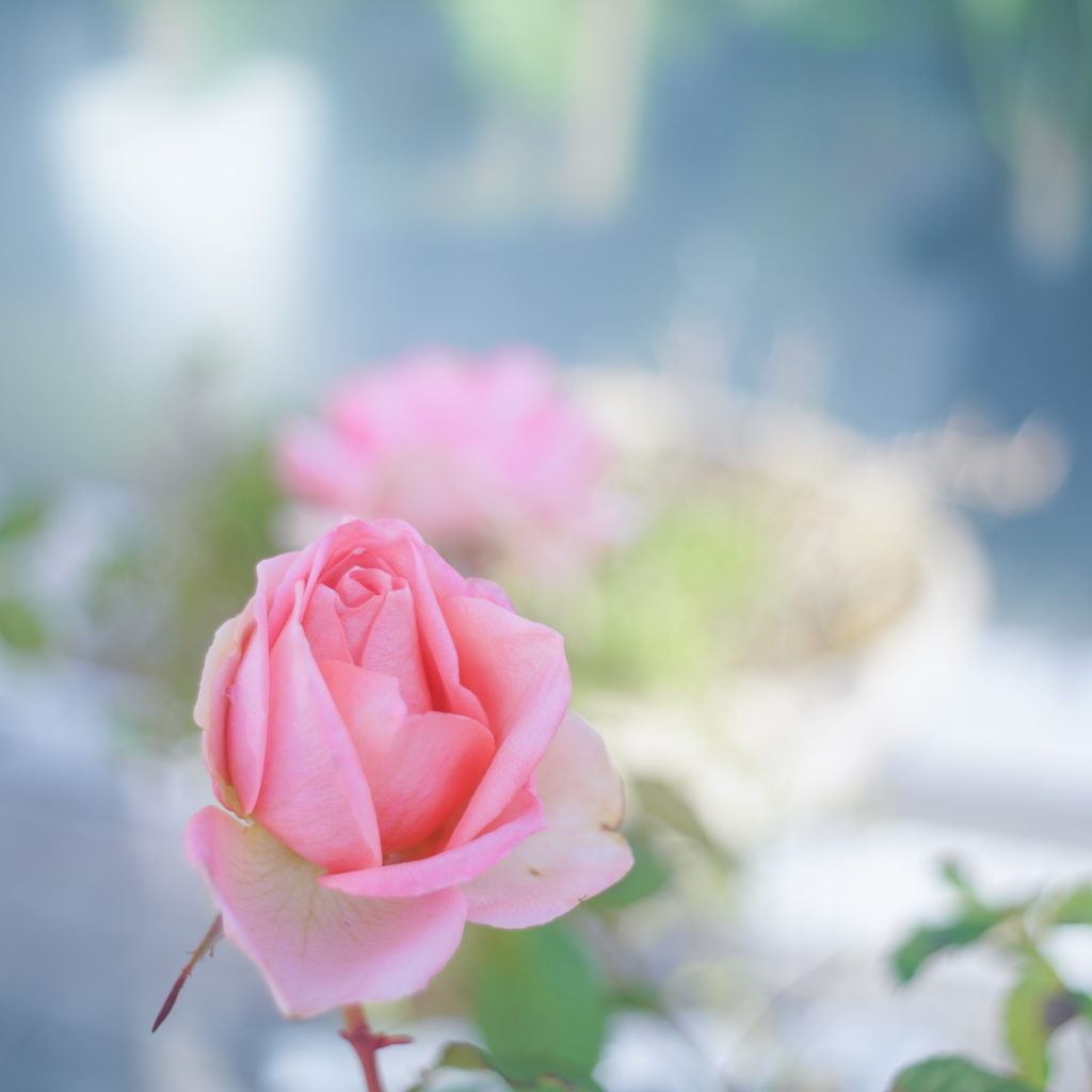 12月の薔薇・・・♡