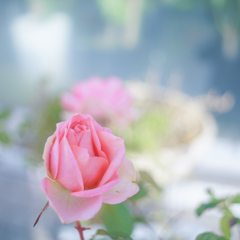 12月の薔薇・・・♡