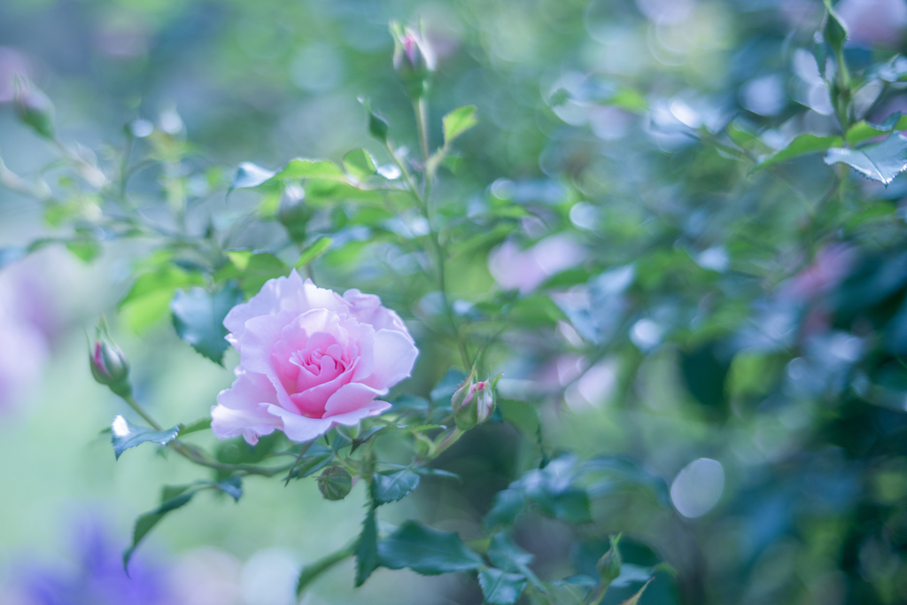 Rose collection  2019-08