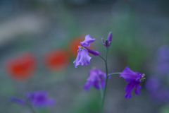 2025/04/18 紫花菜・・・♡