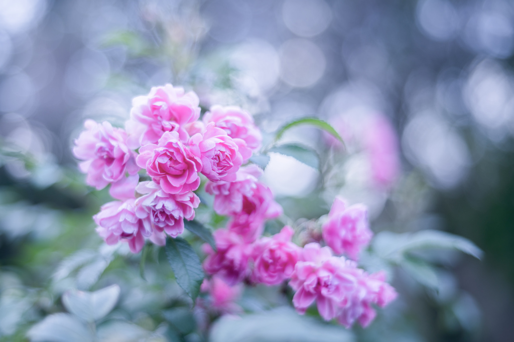 Rose collection  2019-20