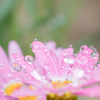 20220623 雨上がり・・・(^^♪