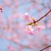 20220407 夢見草・・・♡