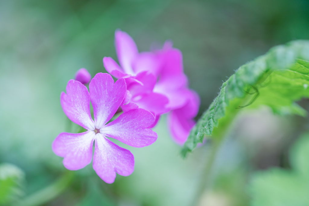 かれん・・・♡