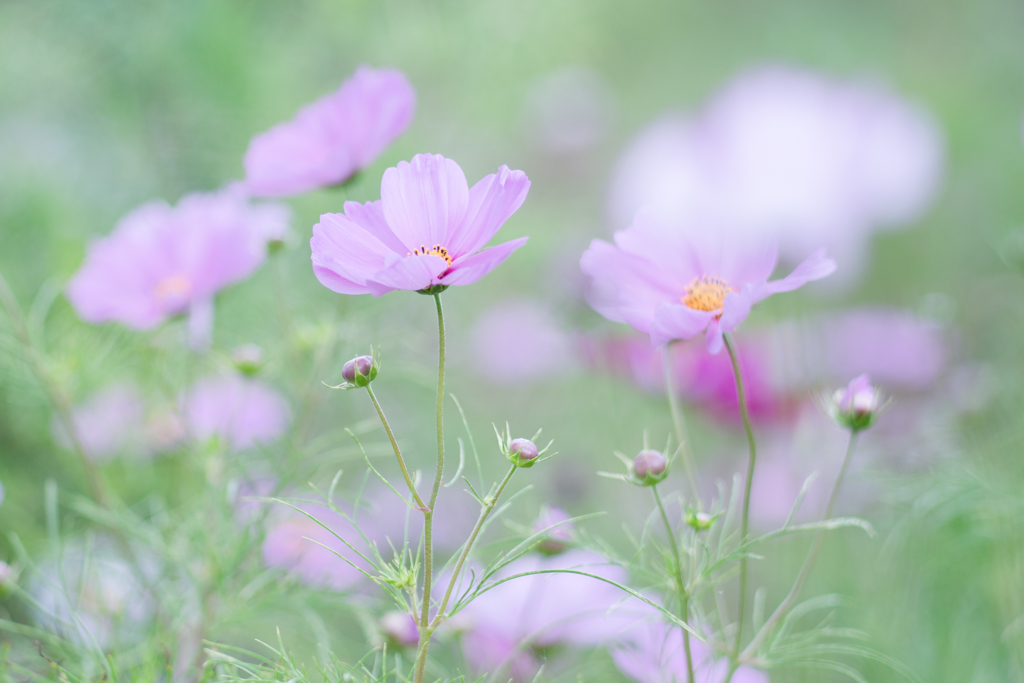 秋桜・・・♪