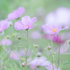 秋桜・・・♪