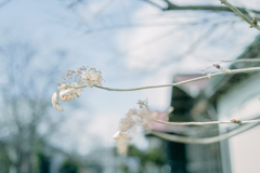 2025/03/07 紫陽花 collection ♡ 17
