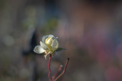 2025/12/19 Rose collection ♡ 54