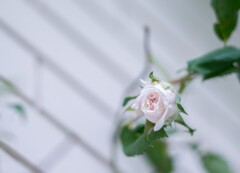 Rose collection  ♡ 2020-01