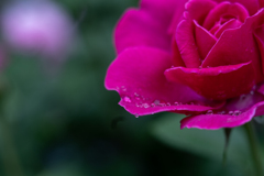 2025/07/04 Rose collection ♡ 22