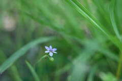 2024/06/10 瑠璃ニワゼキショウ・・・♡
