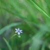 2024/06/10 瑠璃ニワゼキショウ・・・♡