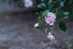 Rose collection  ♡ 2020-18