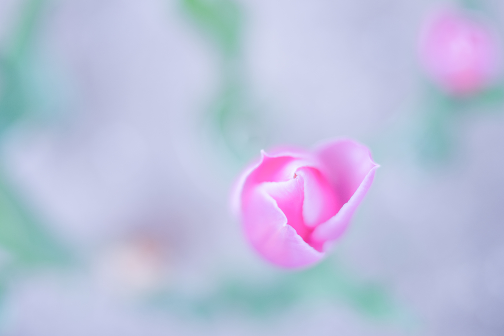 恋する年頃・・・♪