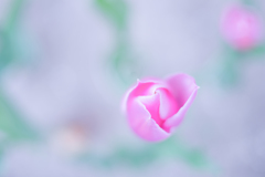 恋する年頃・・・♪
