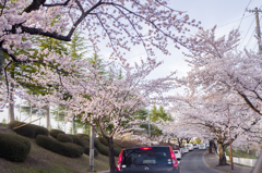 ＊桜渋滞・・・♬