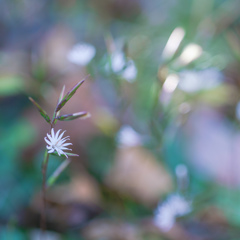 細葉白熊・・・♬