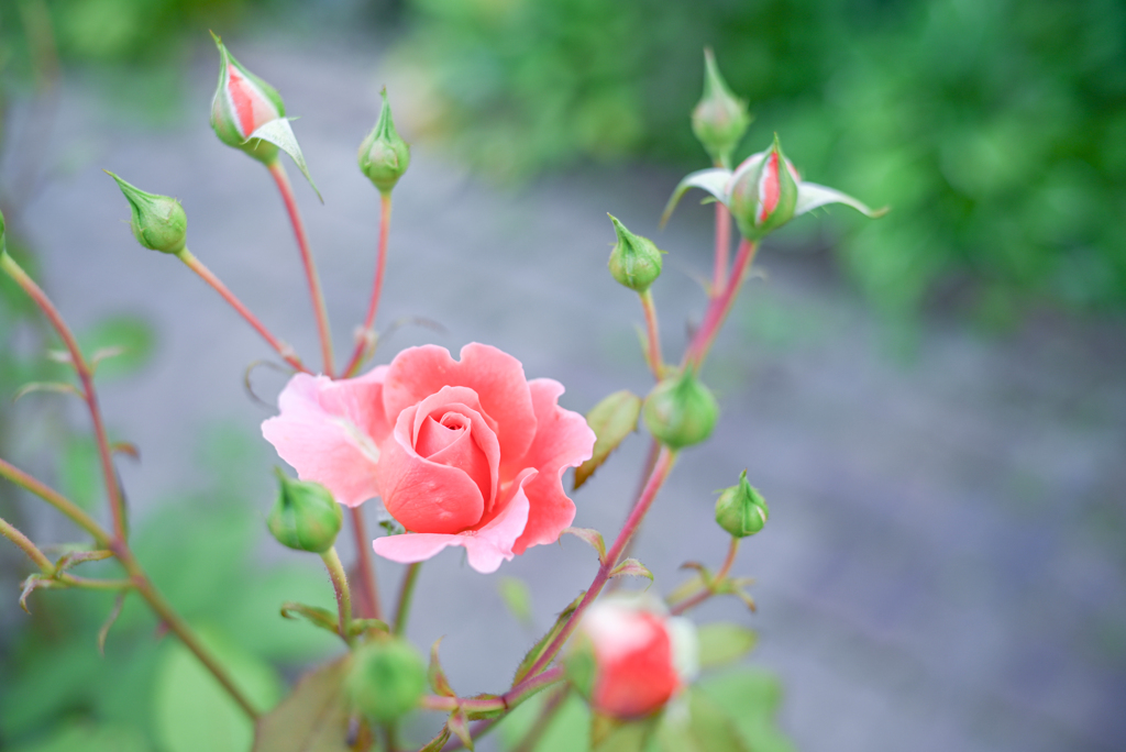 2023/07/06 Rose collection ♡15