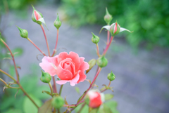 2023/07/06 Rose collection ♡15