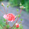 2023/07/06 Rose collection ♡15
