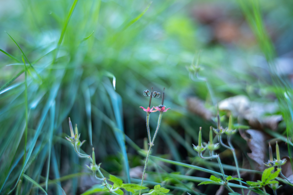 2025/10/29 神輿草・・・♡